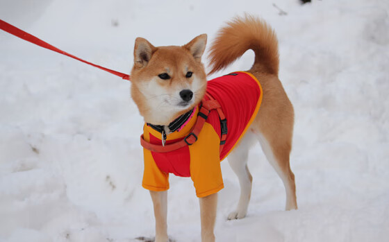 马丁内利闪电突袭撕裂铁壁,澳大利亚战术革新淘汰马竞启示录